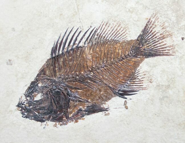 Priscacara Fossil Fish - Great Specimen! #7527